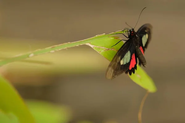 Noir Avec Papillon Rouge Blanc Près Sur Une Feuille Dans — Photo