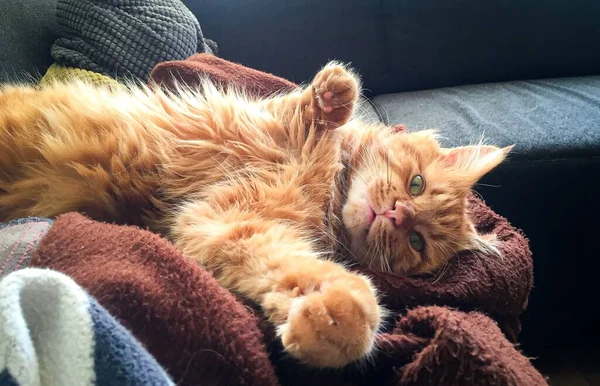 Rote Maine Coon Katze Chillt Haus Amsterdam Die Niederlande — Stockfoto