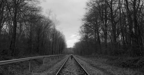 Ragazzo Corre Treno Tracce Attraverso Foresta Nei Paesi Bassi — Foto Stock