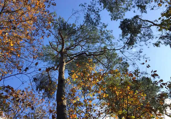 Árbol Otoño Bajo Ángulo Hojas Marrones Cielo Azul Amsterdam —  Fotos de Stock