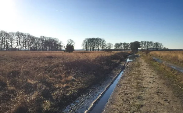 Typowy Holenderski Krajobraz Łąkowy Strumieniem Brzegiem Drzewa Późnym Jesienią Słoneczny — Zdjęcie stockowe