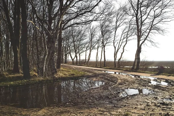 Paisagem Típica Prado Holandês Com Borda Córrego Árvore Durante Final — Fotografia de Stock
