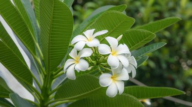 Beyaz ve sarı plumeria