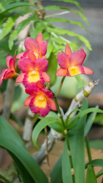 Flor de orquídeas rosa e amarela — Fotografia de Stock
