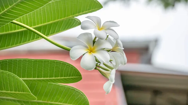 Bílé a žluté plumeria — Stock fotografie