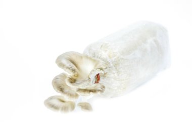 istiridye mantar beyaz