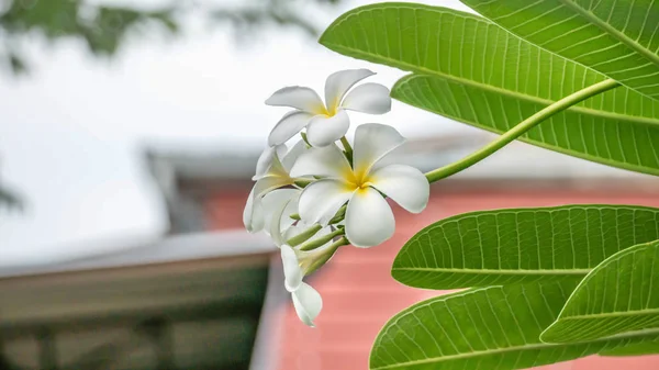 Plumeria blanca y amarilla —  Fotos de Stock