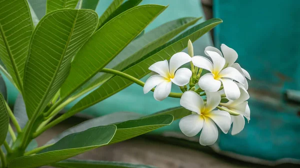 Witte en gele plumeria — Stockfoto