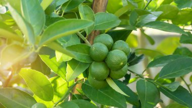 Kireç yeşili ağaç 