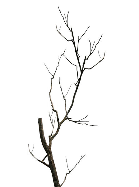 Branch of dead tree