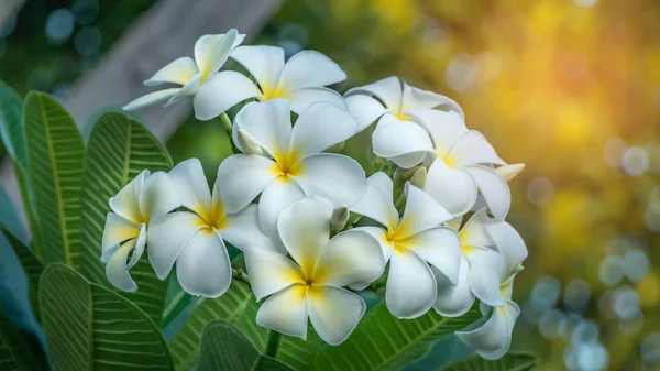 Biały i żółty frangipani — Zdjęcie stockowe