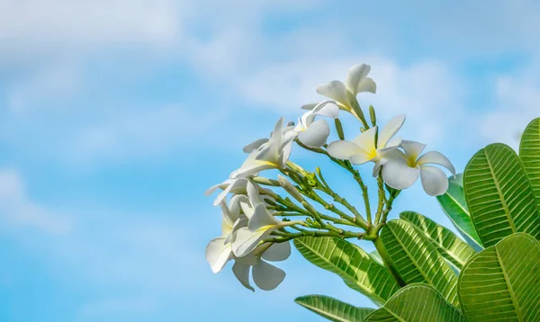 Fiore di plumeria bianca — Foto Stock