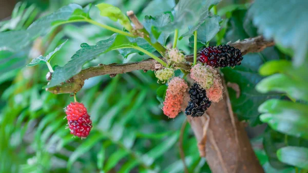 Berry in boerderij — Stockfoto