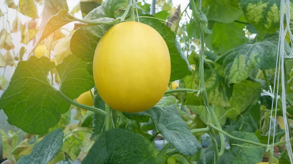 Yellow Cantaloupe melon — Stock Photo, Image