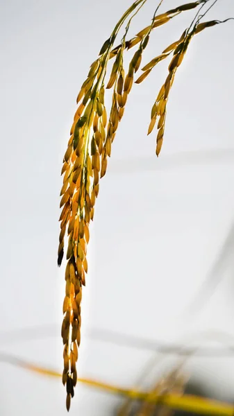 Espigueta de arroz no campo — Fotografia de Stock
