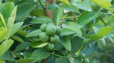 Kireç yeşili ağaç 