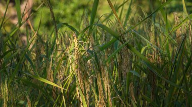 Spikelet pirinç alanında