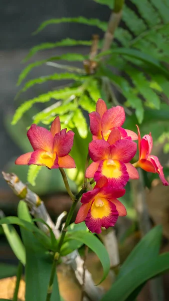 Rosa und gelbe Orchideen blühen — Stockfoto
