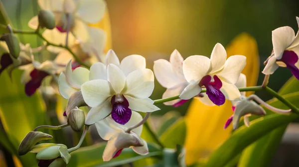 Bianco con il fiore viola del orchid — Foto Stock