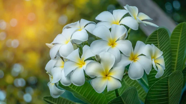 Biały i żółty frangipani — Zdjęcie stockowe