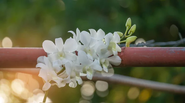 Flores de orquídea blanca — Foto de Stock