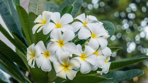 Frangipani branco e amarelo — Fotografia de Stock