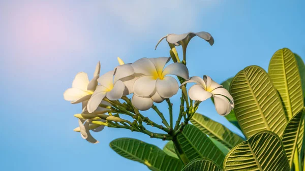 Белый плюсневый цветок — стоковое фото