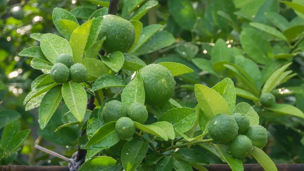 Árbol verde lima —  Fotos de Stock