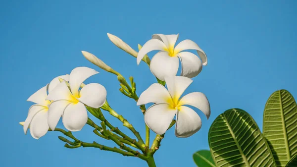 White Plumeria flower — Stock Photo, Image