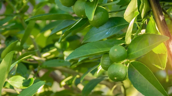 Lime green tree — Stock Photo, Image