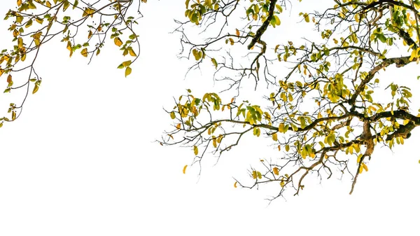 Листя дерева — стокове фото