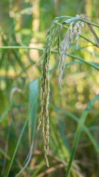 Épillets de riz dans le champ — Photo