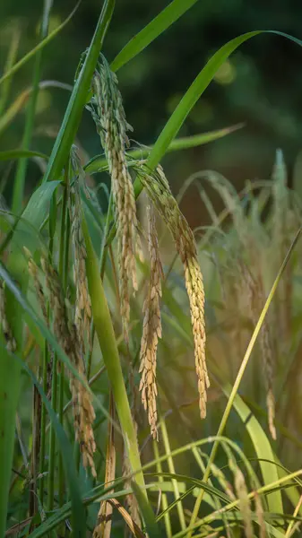 Спікелет рису в полі — стокове фото