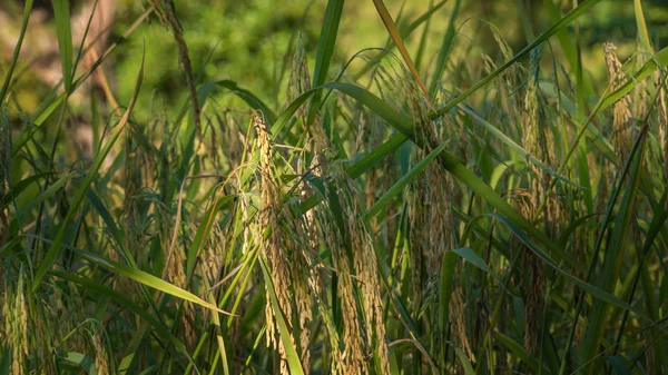 Espiguilla de arroz en el campo — Foto de Stock