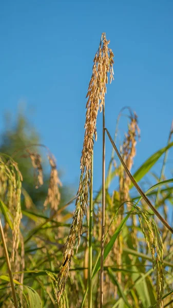 Spikelet 필드에 쌀의 — 스톡 사진