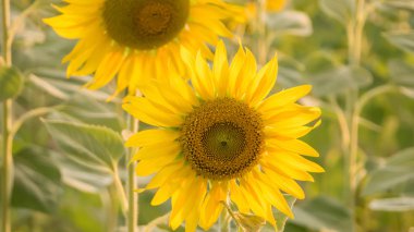 Ayçiçeği bir alan karşı