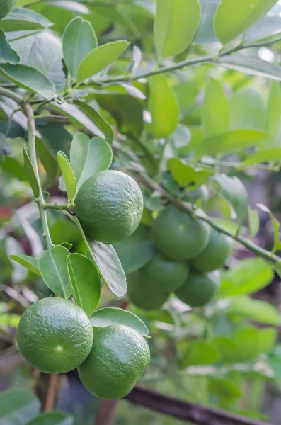 Kalkträd med frukter — Stockfoto