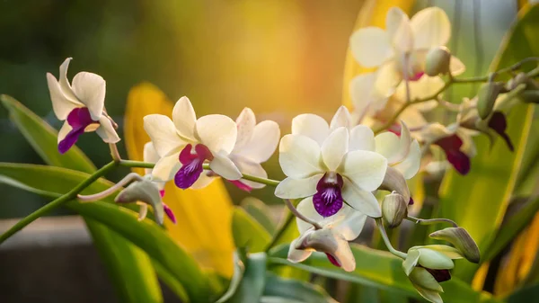 Wit met paarse orchideebloem — Stockfoto