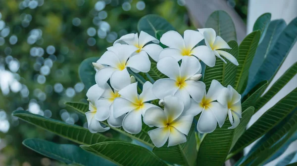 Frangipani branco e amarelo — Fotografia de Stock