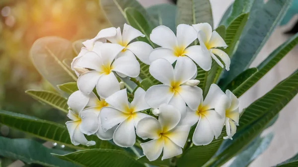 Vita och gula frangipani — Stockfoto