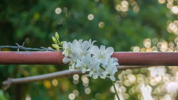 Flores de orquídea blanca — Foto de Stock