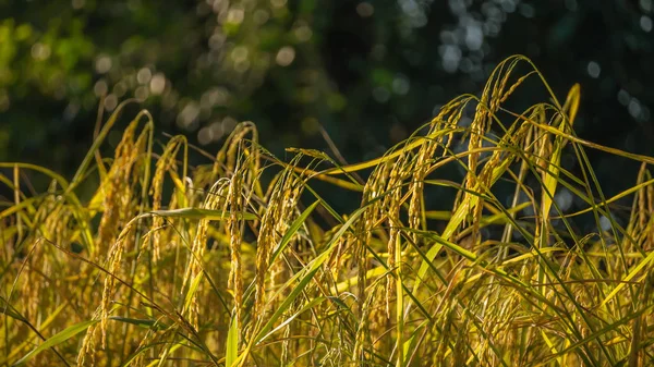 Épillets de riz dans le champ — Photo