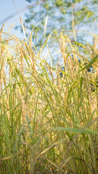 Épillets de riz dans le champ — Photo