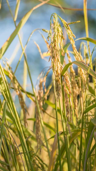 Épillets de riz dans le champ — Photo