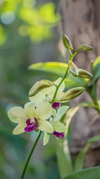 Verse groene en paarse orchideeën — Stockfoto