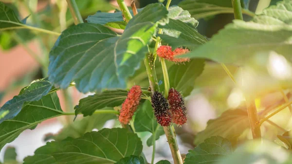 익은 mulberries 과일 — 스톡 사진