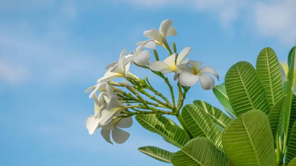 Fiore di plumeria bianca — Foto Stock