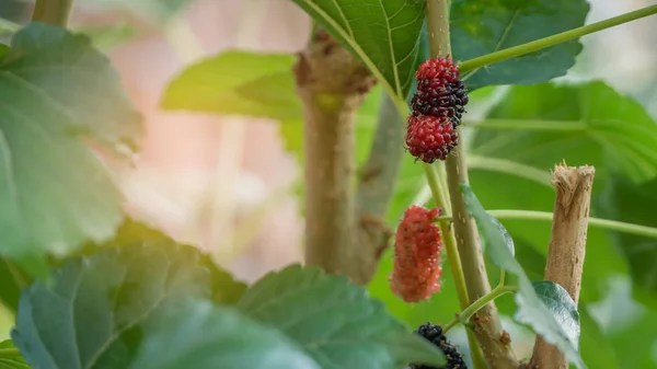 익은 mulberries 과일 — 스톡 사진