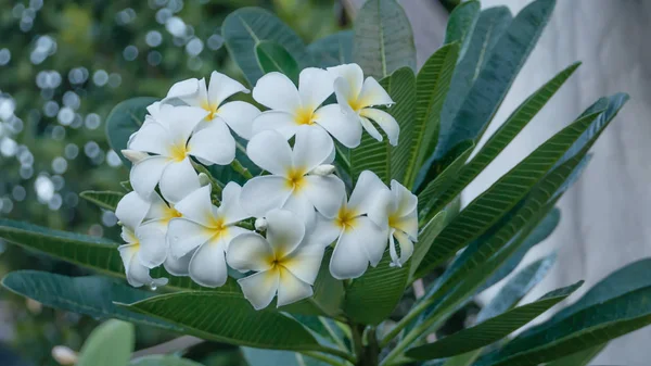 Frangipani branco e amarelo — Fotografia de Stock