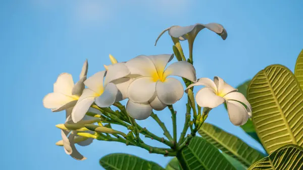 Plumeria λευκό λουλούδι — Φωτογραφία Αρχείου